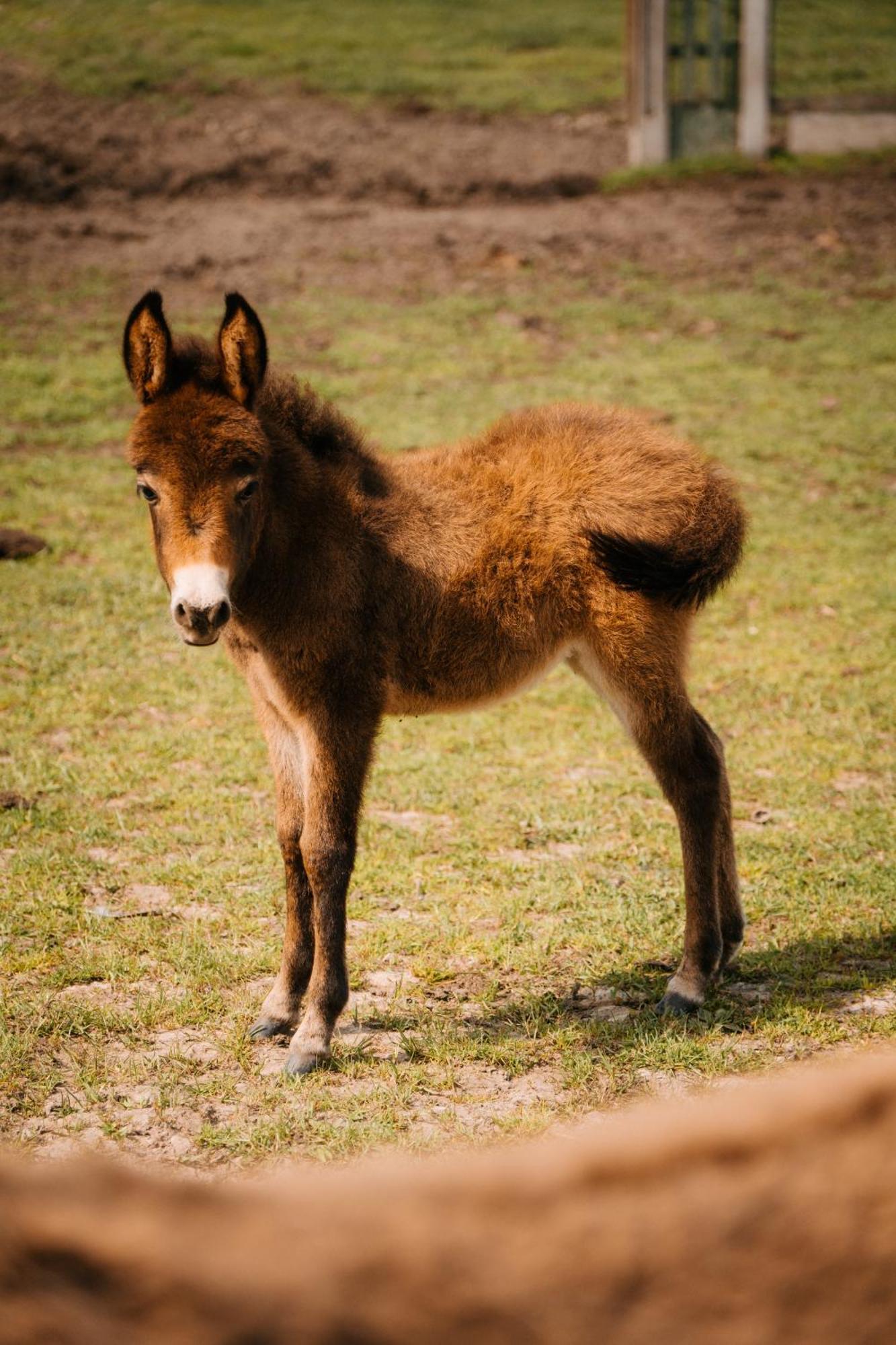 Palac Srodka Chrzypsko Wielkie Luaran gambar